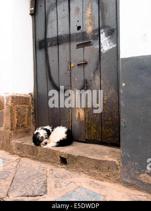 Dog sleeps in 2024 front of door