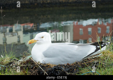 Seagull nesting on harbour wall with reflection of brightly coloured houses, Tobermory, Isle of Mull, Scottish Islands Stock Photo