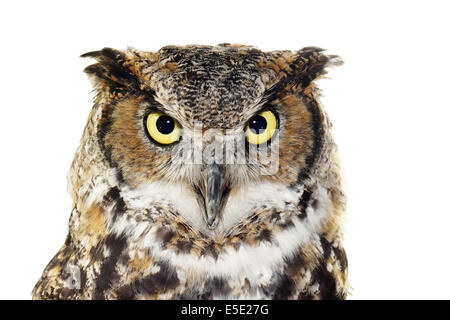 Close up portrait of Great horned owl, Bubo virginianus, looking at camera, isolated on white Stock Photo