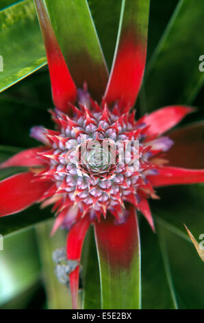 Close-up of a wild pineapple growing in its original natural home in the Amazon rainforest of Brazil shot from above Stock Photo
