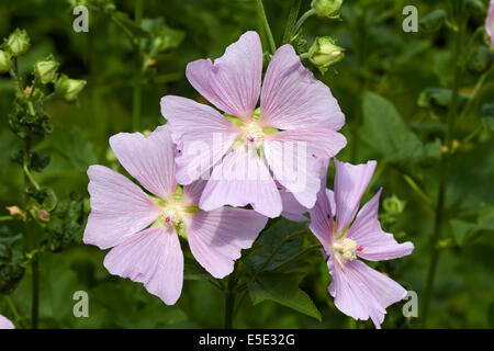Lavatera thuringiaca flowers Stock Photo