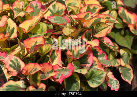 Houttuynia Cordata Chameleon Commonly Known as lizard tail, chameleon plant, heartleaf, fishwort, and bishop's weed Stock Photo