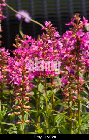 Lythrum Salicana Robert Commonly Known as spiked loosestrife or purple lythrum Stock Photo