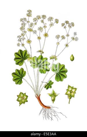 common lady's mantle, Alchemilla vulgaris; Syn.: Alchemilla acutiloba Opiz, Alchemilla acutiloba var. stellata Poelt, Alchemilla Stock Photo