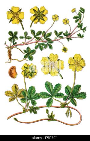 English cinquefoil, Potentilla procumbens Stock Photo