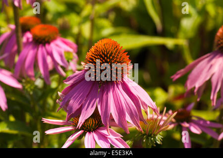 Pink echinacea mistral commonly known as Coneflowers Stock Photo