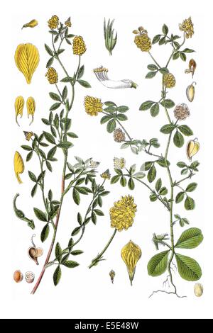 left: Large Hop Trefoil, Trifolium aureum. right:  Hop Trefoil, Trifolium procumbens campestre Stock Photo