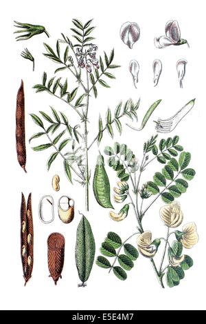 left: galega, goat's rue, French lilac, Italian fitch, or professor-weed, Galega officinalis. right: bladder senna, Colutea arbo Stock Photo