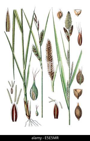 left: blister sedge, sennegrass, saennegrass, Carex vesicaria, right: lesser pond sedge, Carex acutiformis Stock Photo