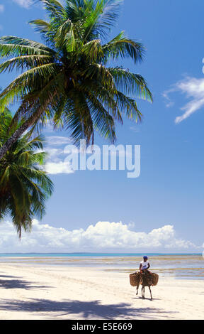 A man riding a donkey along a beach in Boipeba (Tinhare) Island, Bahia, Brazil Stock Photo