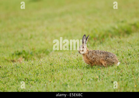 European hare, Latin name Lepus europaeus, also known as the brown hare in a damp, grassy meadow, May Stock Photo