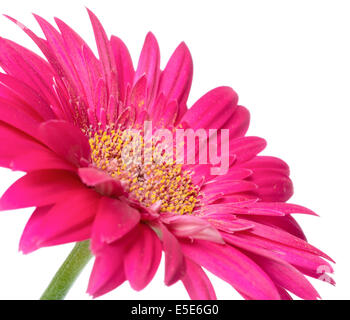 pink flower gerbera of stalk is isolated on white background, closeup Stock Photo