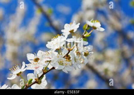 Blossomed apple tree flower on background of blue sky in a spring day. Stock Photo
