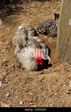 Rooster (Gallus gallus domesticus) taking a sand bath Stock Photo