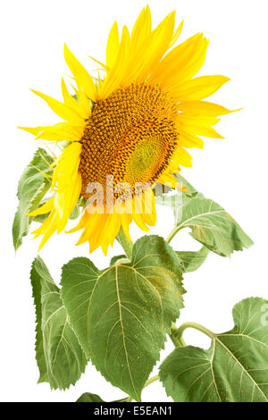 One yellow sunflower isolated on white background Stock Photo - Alamy