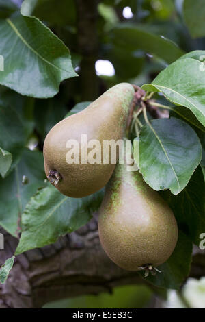 Pyrus communis. Conference Pears on the tree. Stock Photo