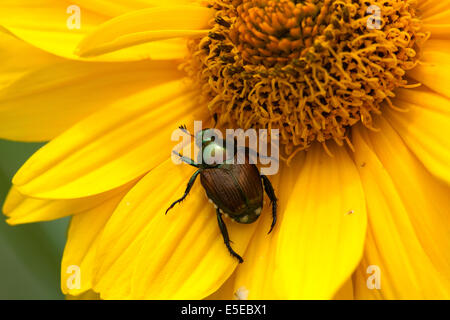 Japanese beetle, Popillia japonica on yellow flower. Stock Photo