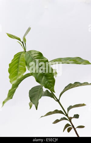 Leaf of coffee plant isolated on white Stock Photo - Alamy