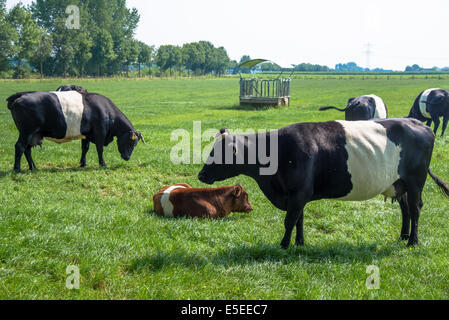 cows and a calf of the lakenvelder breed Stock Photo