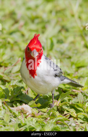 Red-Crested Cardinal (Paroaria coronata) Oahu,Hawaii Stock Photo