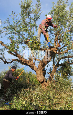 A couple of Greek farmers harvest olives from an olive tree near Kalamata in southern Greece. Stock Photo