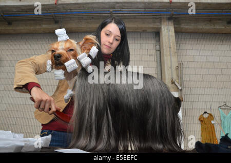 A Yorkshire terrier is being groomed by its owner prior to appearing at the Spanish national dog show in Torrelavega, in the Nor Stock Photo