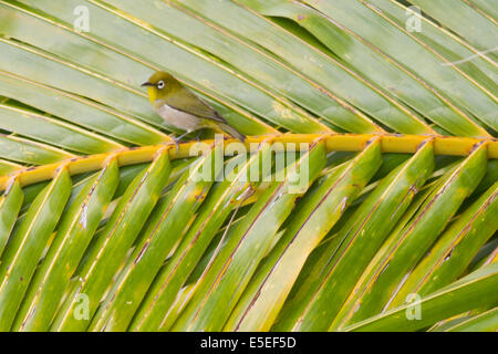 Japanese White-Eye on palm frond (Zosterops japonicus) Oahu,Hawaii Stock Photo