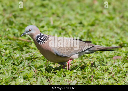 Spotted Dove also called Chinese Dove or Lace-Necked Dove (Streptopelia chinensis) Oahu,Hawaii Stock Photo