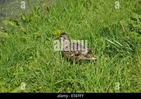 Wild duck in the green grass Stock Photo