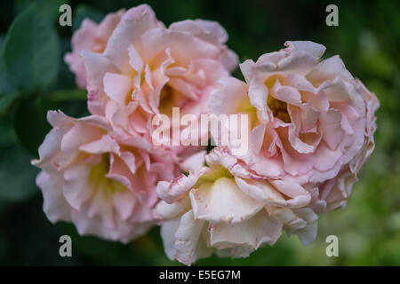 four pink roses Stock Photo: 55454013 - Alamy