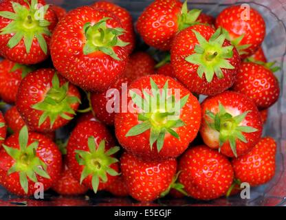 A punned of fresh english strawberries uk Stock Photo