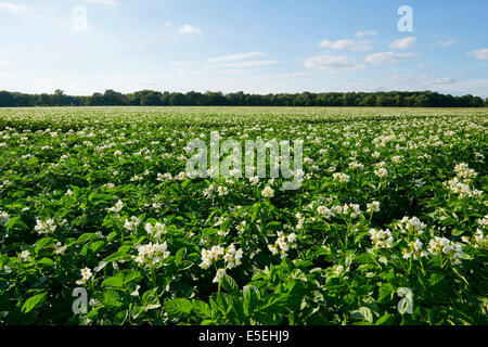 Field with flowering potato plants, Lower Saxony, Germany Stock Photo