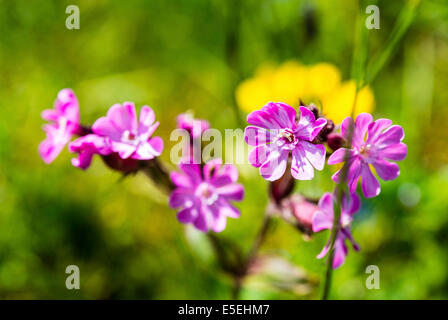 Red Campion (Silene dioica) Stock Photo