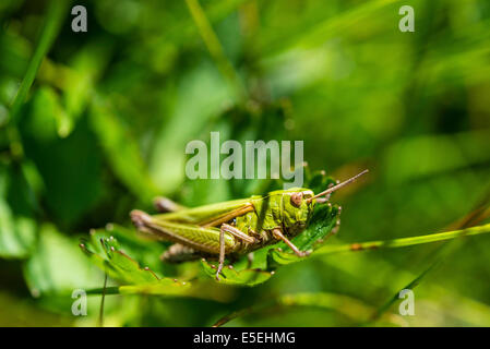 Meadow Grasshopper (Chorthippus parallelus) in the grass Stock Photo