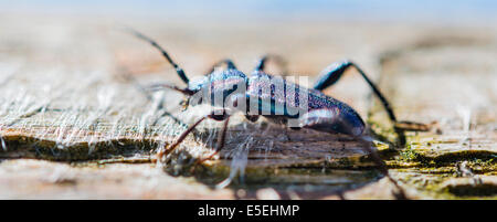 Violet Tanbark Beetle (Callidium violaceum) Stock Photo