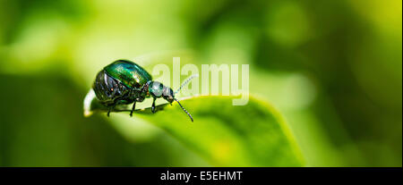 Green Dock Beetle (Gastrophysa viridula), female, abdomen full of eggs, Austria Stock Photo