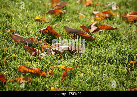 France, paris 1e, square du vert galant, feuilles mortes tombees dans l'herbe, jardin, Stock Photo