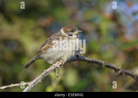 Tree Sparrow - Passer montanus - juvenile. Stock Photo