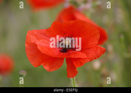 Fleur Des Champs Stock Photo Alamy