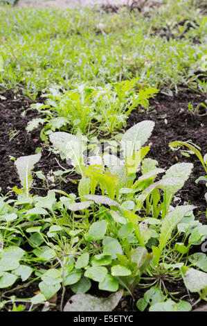 Brassica juncea, Japanese Giant Red Mustard seedlings with Wild Rocket, growing in a polytunnel in January, Wales, UK.