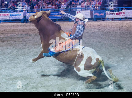 Cowboy Participating in a Bull riding Competition at the Helldorado days Rodeo Stock Photo