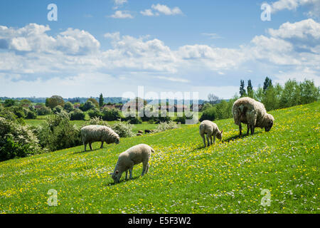 UK, English countryside in spring season with sheep and lambs in a Somerset meadow, England, UK Stock Photo