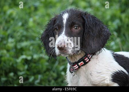 close up of a cute working type english springer spaniel pet gundog Stock Photo