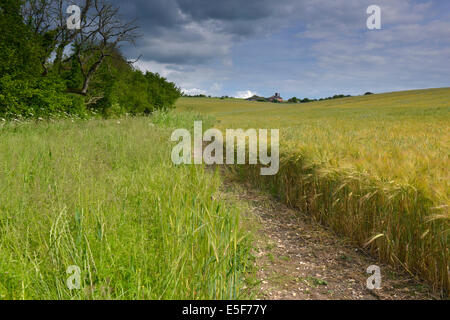 Barley Field in the Test Valley, Whitchurch, Hampshire Stock Photo