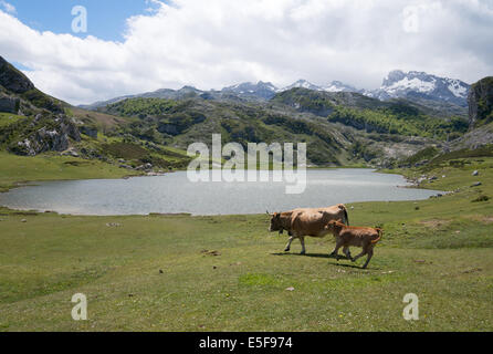 Cow and calf Lake Ercina, with Cantabrian mountains in the background, Picos de Europa National Park Asturias, Spain, Europe Stock Photo