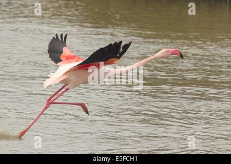 Greater flamingo taking off Stock Photo