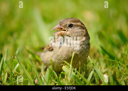 Horizontal portrait of house sparrow, Passer domesticus (Passeridae), female adult looking for food on the ground. Stock Photo