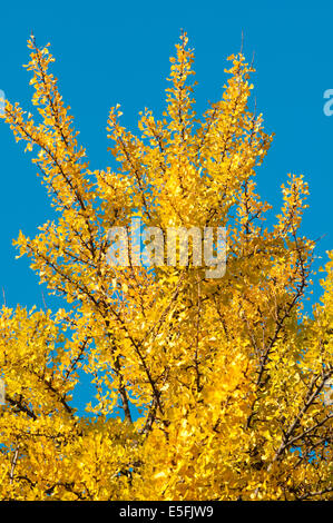 Yellow Ginkgo Biloba Leaf on the Sky Background Stock Photo