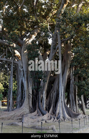 Moreton Bay Fig (Ficus macrophylla) with aerial roots, Giardino Garibaldi, Palermo, Province of Palermo, Sicily, Italy Stock Photo