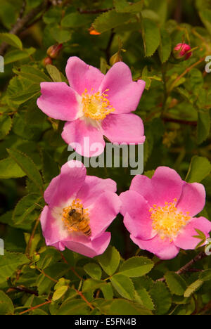 Wild rose, Fern Ridge Wildlife Area, Oregon Stock Photo